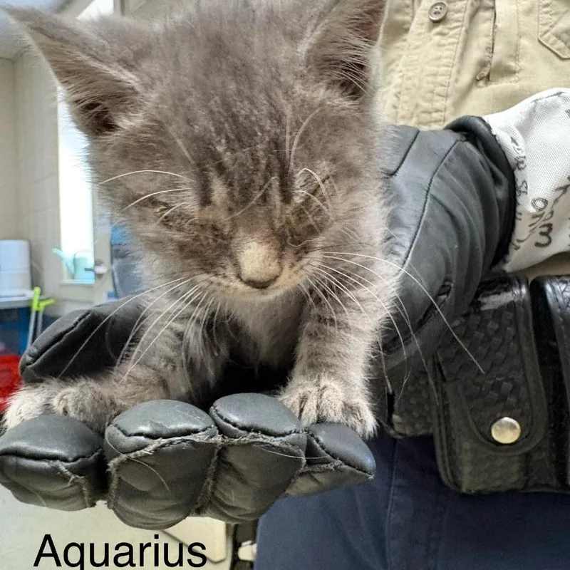 A baby small-sized male Gray / Blue / Silver Domestic Short Hair cat named Aquarius for adoption in Windsor, VA