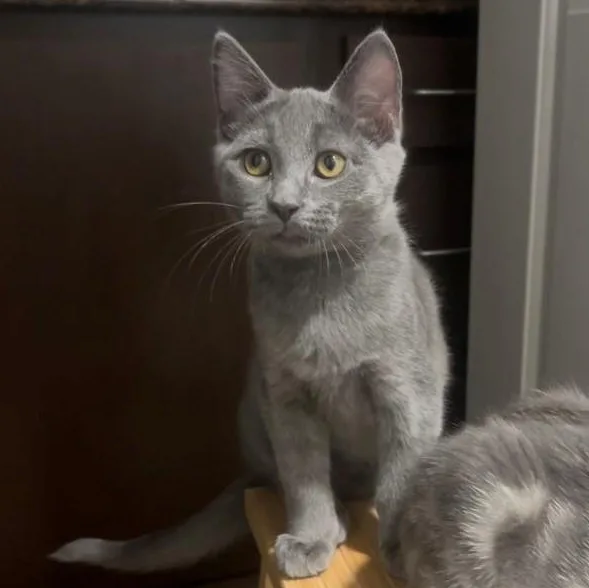 A baby small-sized male Gray / Blue / Silver Domestic Short Hair cat named Auggie James for adoption in Morrison, CO