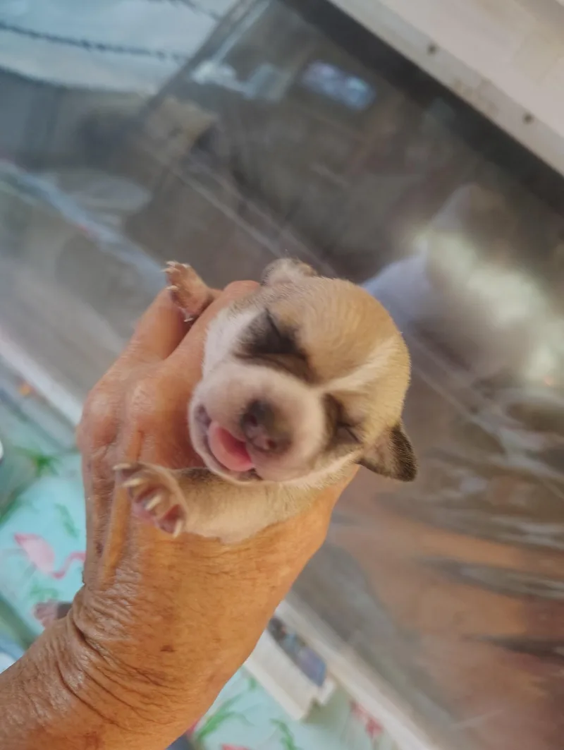 A baby small-sized male Tricolor (Brown, Black, & White) Chihuahua dog named Bandit for adoption in Deming, NM