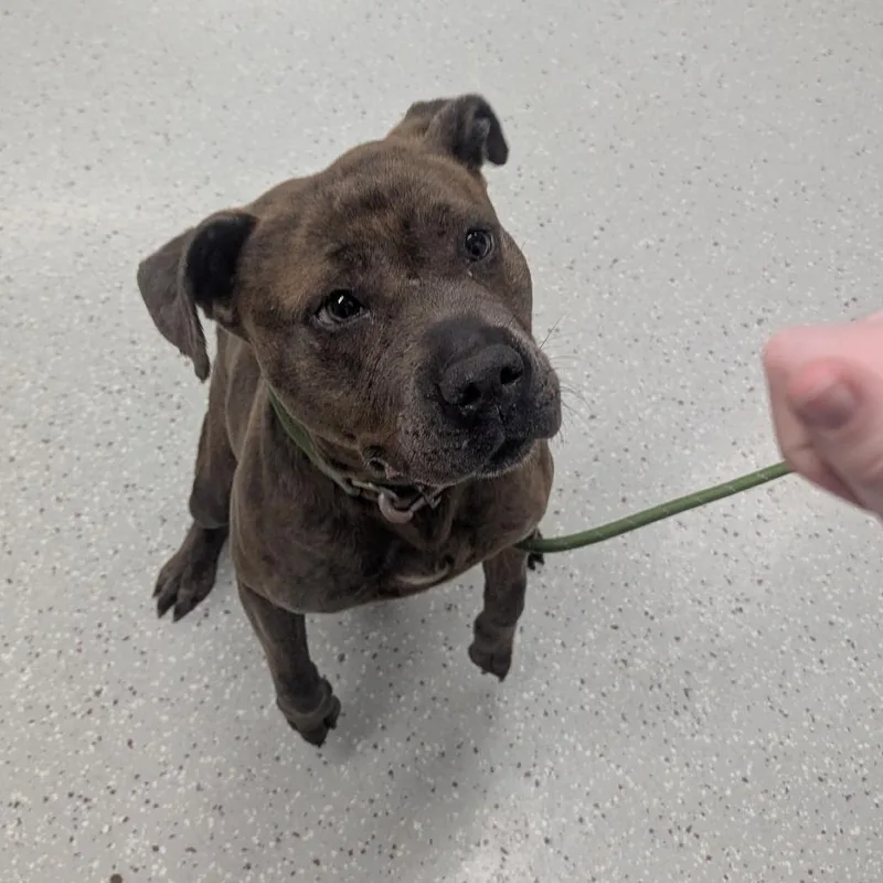 An adult medium-sized female Gray / Blue / Silver Pit Bull Terrier dog named Suga for adoption in Indianapolis, IN
