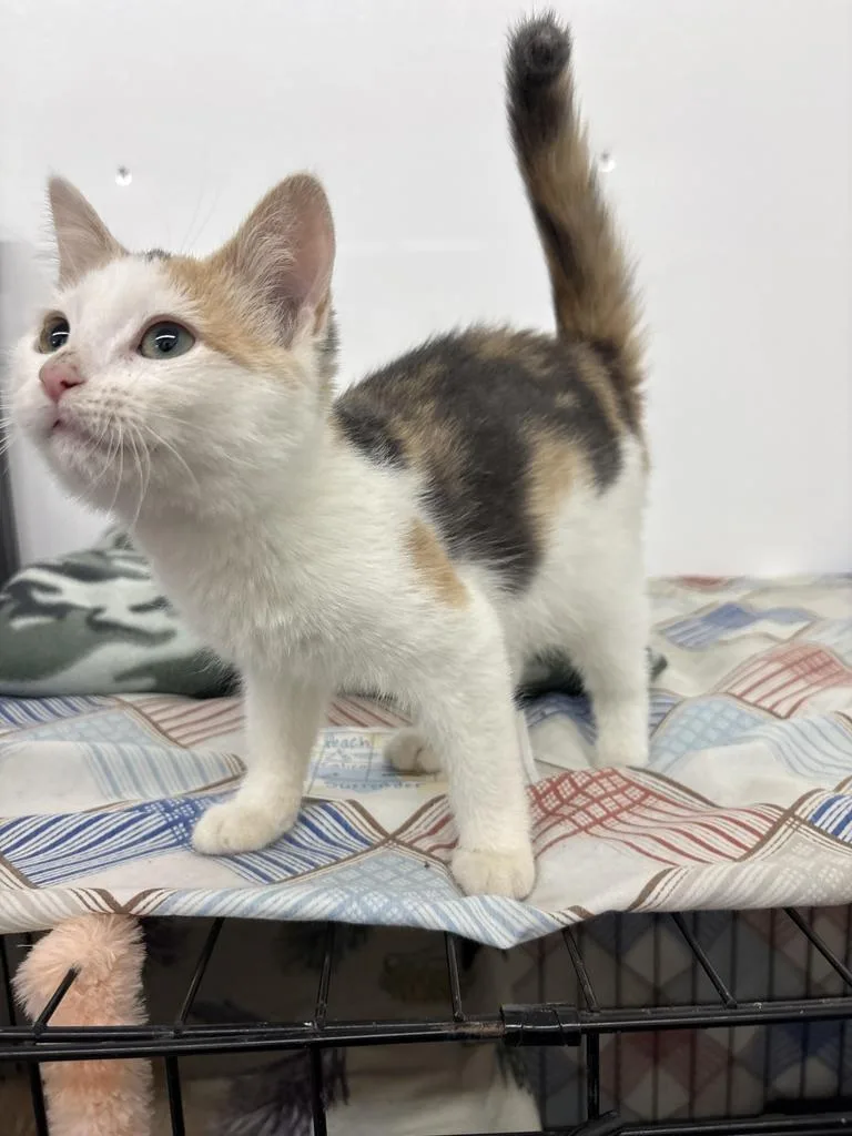 A young medium-sized female Domestic Short Hair cat named Peach for adoption in Black River Falls, WI