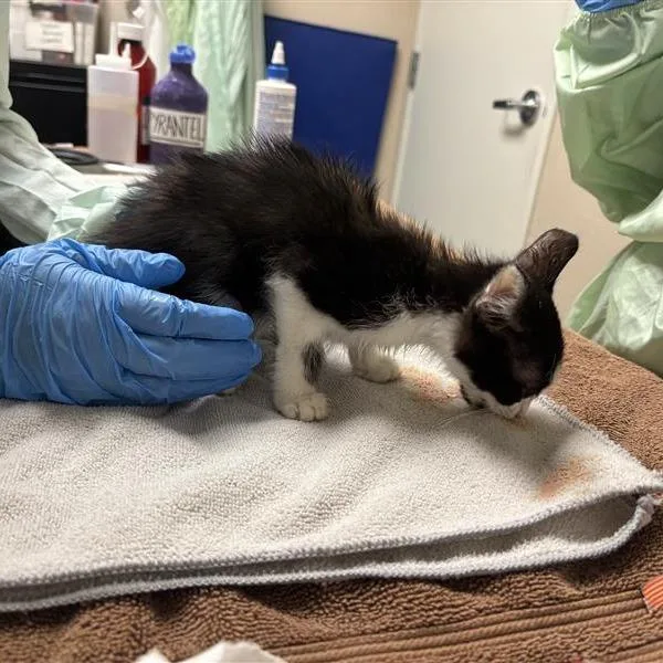 A baby small-sized male Black Domestic Short Hair cat named Gremlin for adoption in Tempe, AZ