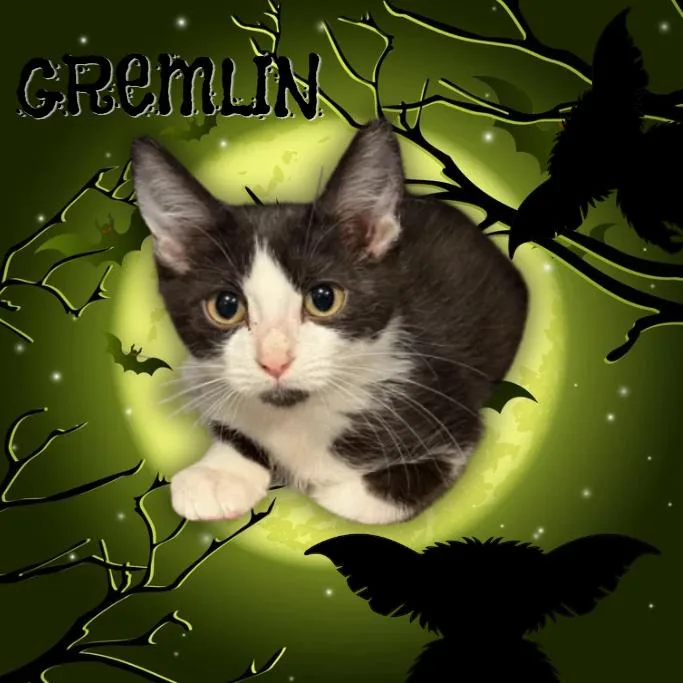 Gremlin thumbnail 3