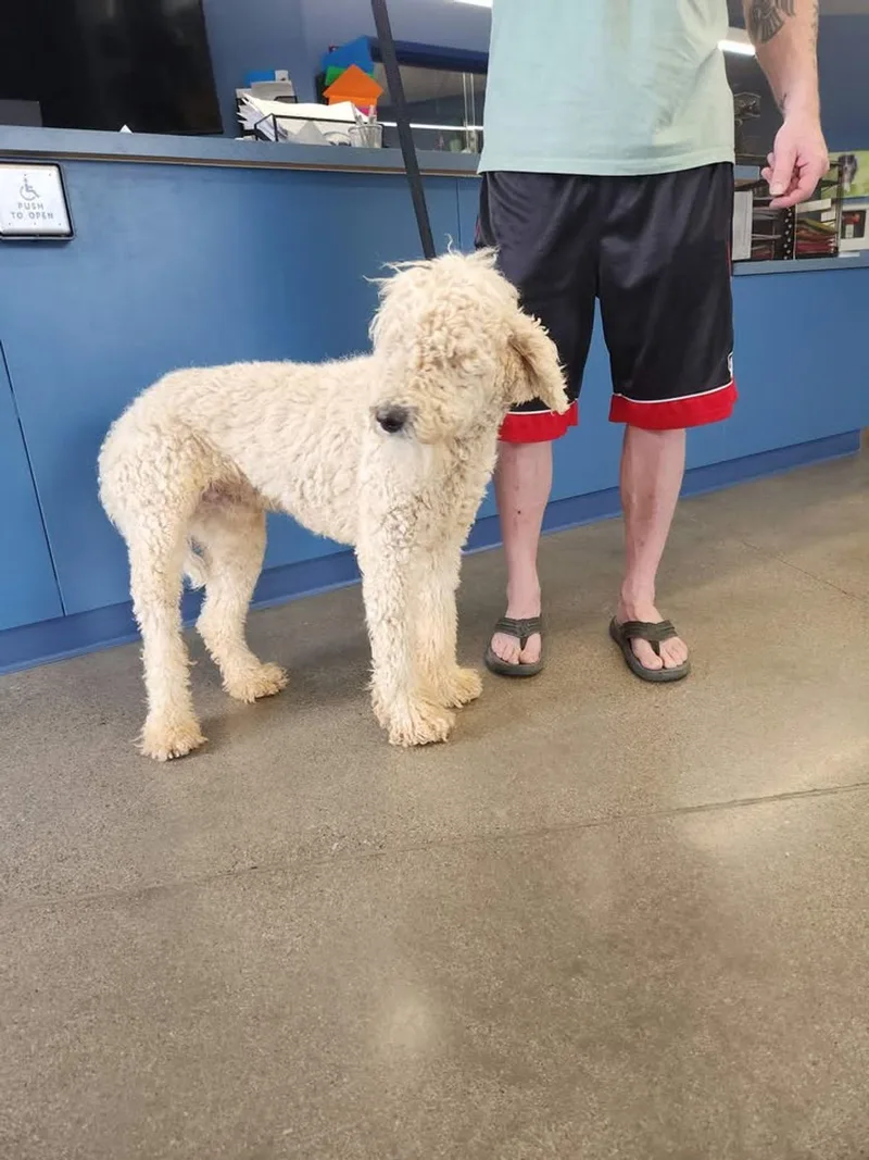 An adult large-sized male Poodle dog named Carlospopcorn for adoption in Kingman, AZ