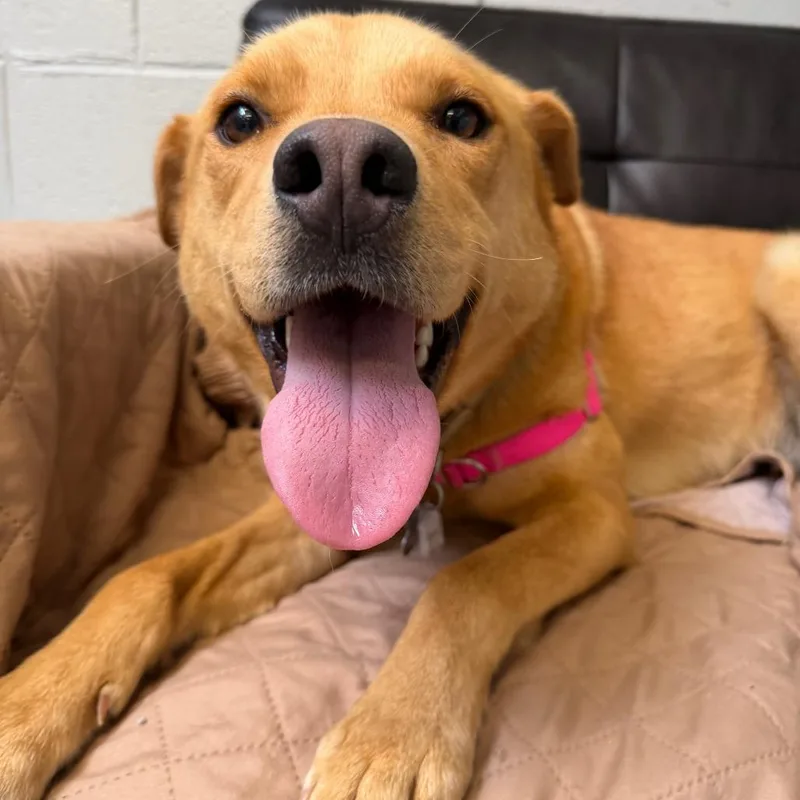 An adult medium-sized female Red / Chestnut / Orange Chocolate Labrador Retriever dog named Brooks for adoption in Falls Church, VA