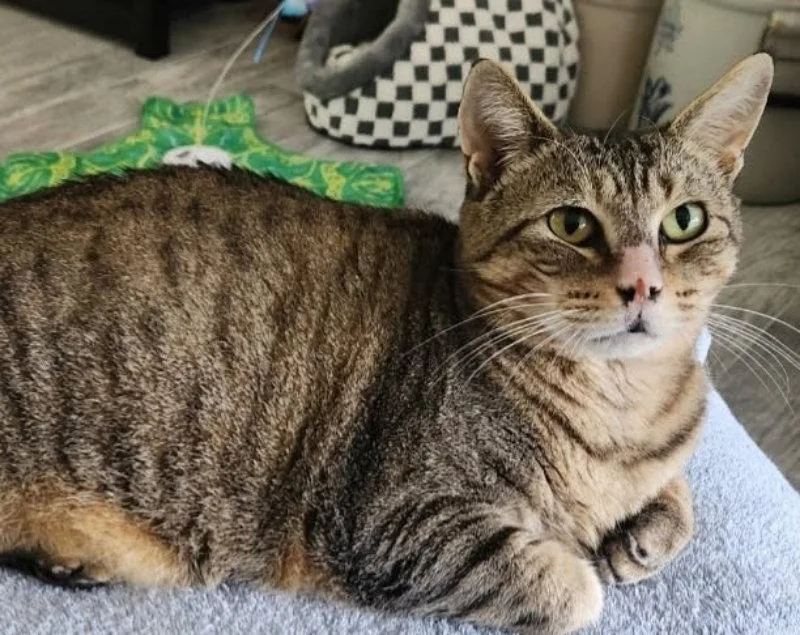 Tiggy
