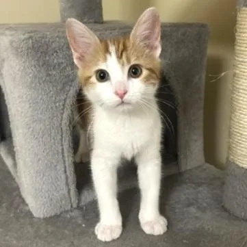 A baby medium-sized male Orange & White Domestic Short Hair cat named Sparky for adoption in Smithfield, NC