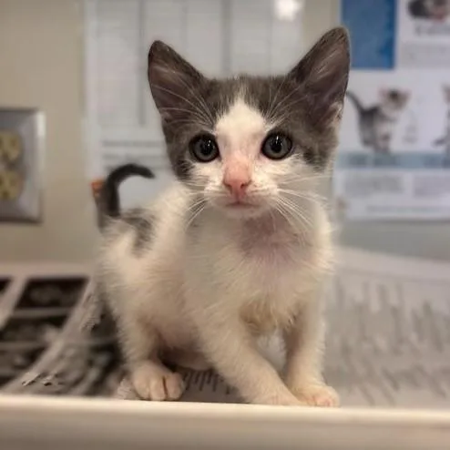 A baby small-sized female Domestic Short Hair cat named Glinda for adoption in San Antonio, TX