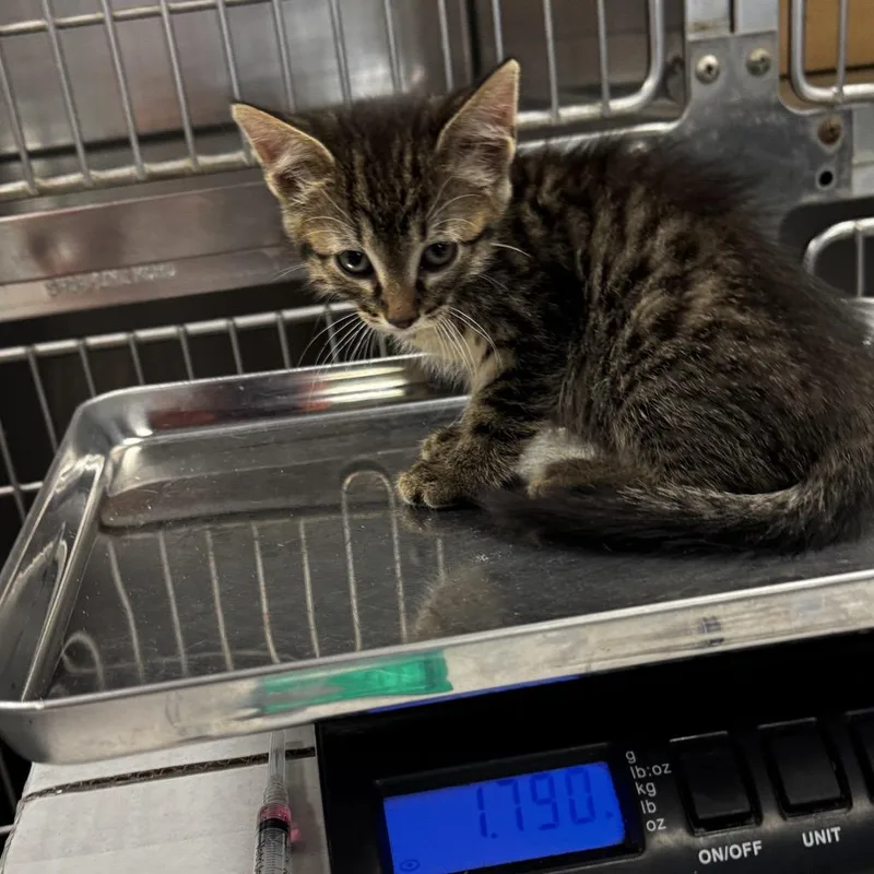 A baby small-sized male Brown / Chocolate Domestic Short Hair cat named Blynken for adoption in St Joseph, MO