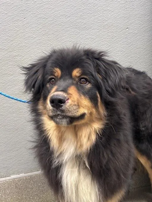 A young large-sized male Rottweiler dog named Liam for adoption in Las Vegas, NV