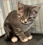 A baby medium-sized male Tabby (Gray / Blue / Silver) Domestic Short Hair cat named Sully for adoption in Heathsville, VA