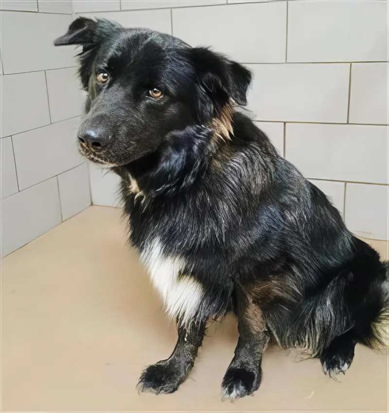 An adult large-sized male Black Mixed Breed dog named Darth Whiskers for adoption in Nashville, TN