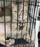 An adult large-sized female Gray / Blue / Silver Domestic Short Hair cat named Manhattan for adoption in Moline, IL