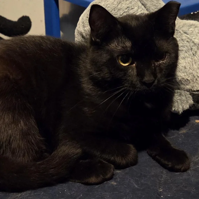 An adult medium-sized male Domestic Short Hair cat named Big Dipper for adoption in Verona, VA