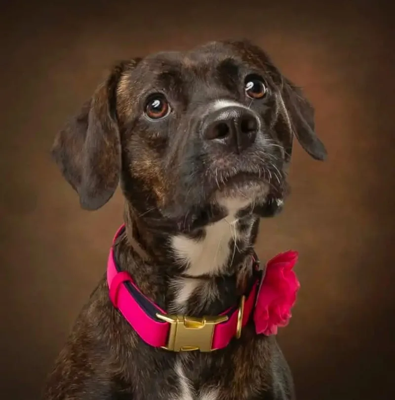 A young medium-sized female Brindle Pit Bull Terrier dog named Petunia for adoption in Moore, OK
