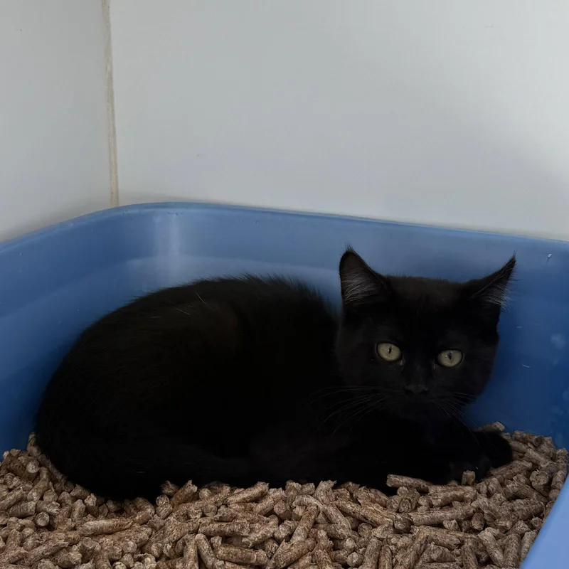A baby small-sized female Black Domestic Short Hair cat named Sasha for adoption in Oakland, CA