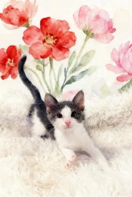 A baby small-sized female Gray / Blue / Silver Siamese cat named Naveen for adoption in Tehachapi, CA