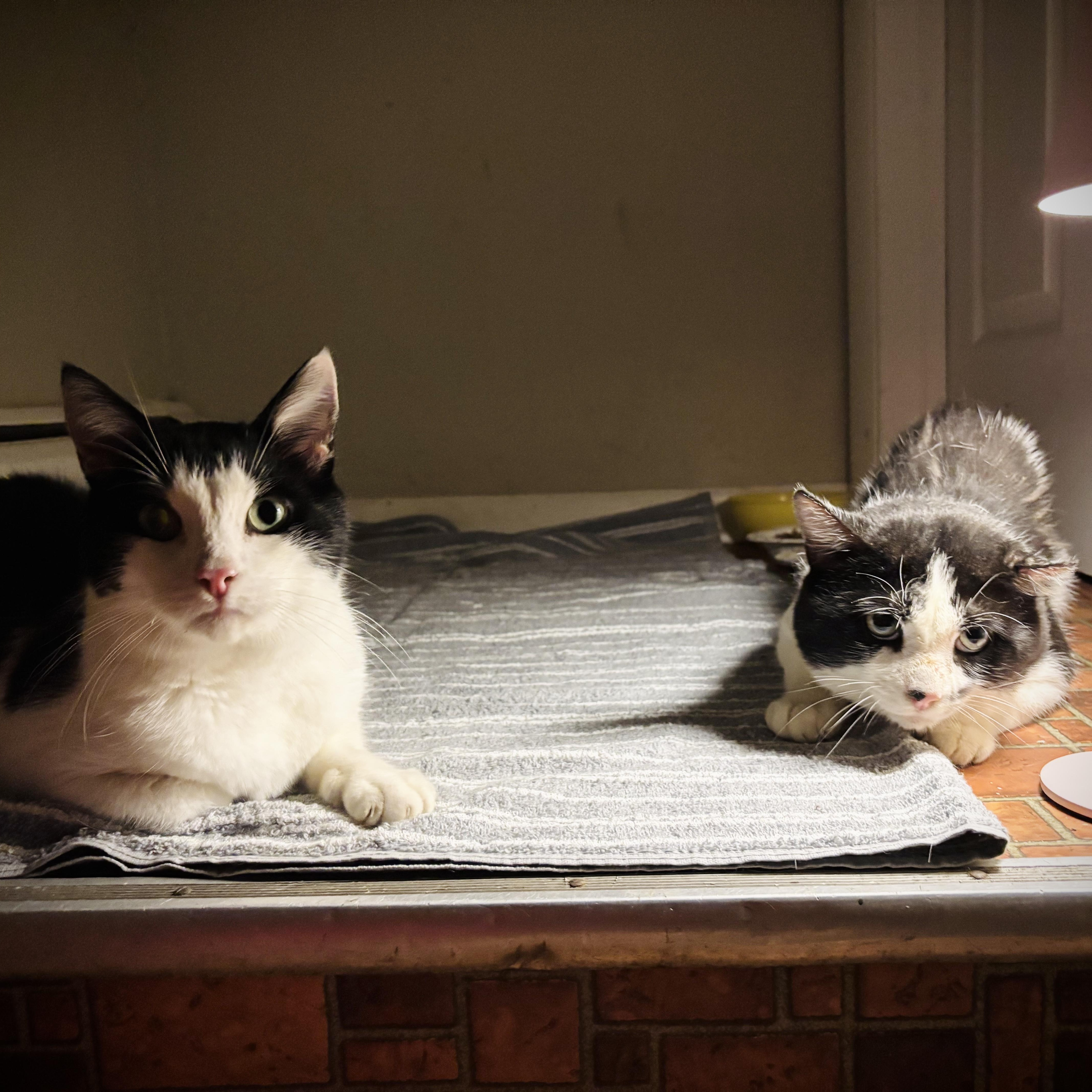 A young large-sized male Domestic Short Hair cat named Liam for adoption in Buffalo, NY