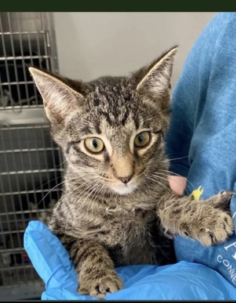 A baby medium-sized male Domestic Short Hair cat named Morpheus for adoption in Lafayette, CO