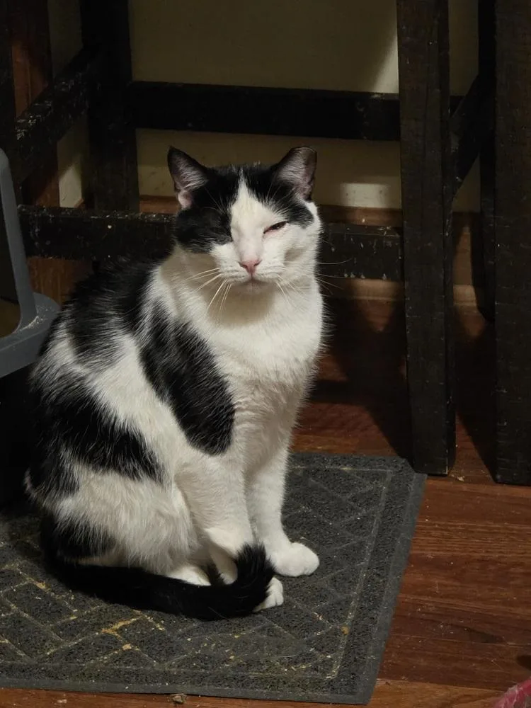 An adult medium-sized male Black & White / Tuxedo Domestic Short Hair cat named Lucien for adoption in Elyria, OH