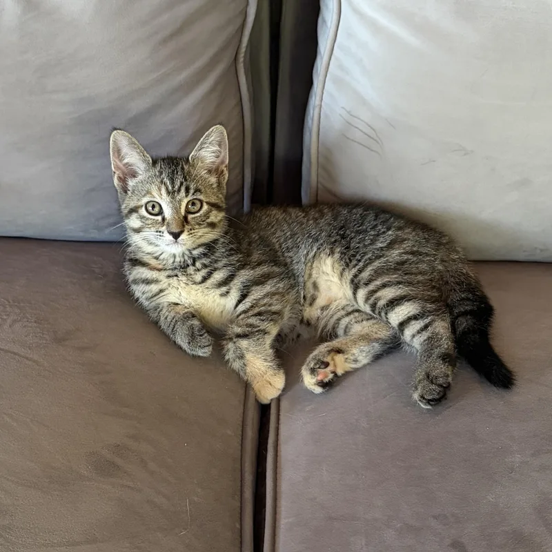 A baby small-sized female Tabby (Brown / Chocolate) Domestic Short Hair cat named Clovah for adoption in East Greenwich, RI