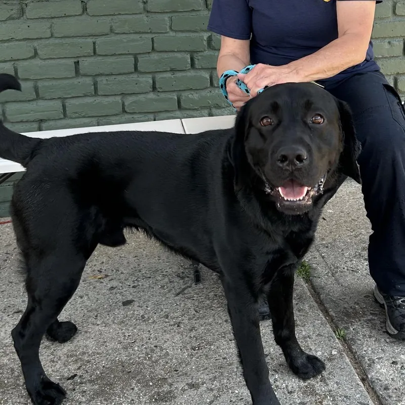 An adult large-sized male Black Labrador Retriever dog named Otis for adoption in Newark, NJ