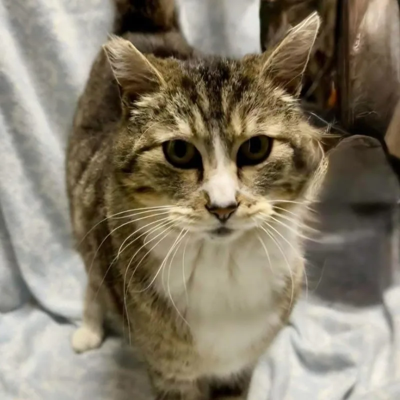 An adult medium-sized male Domestic Short Hair cat named Milo for adoption in Renton , WA