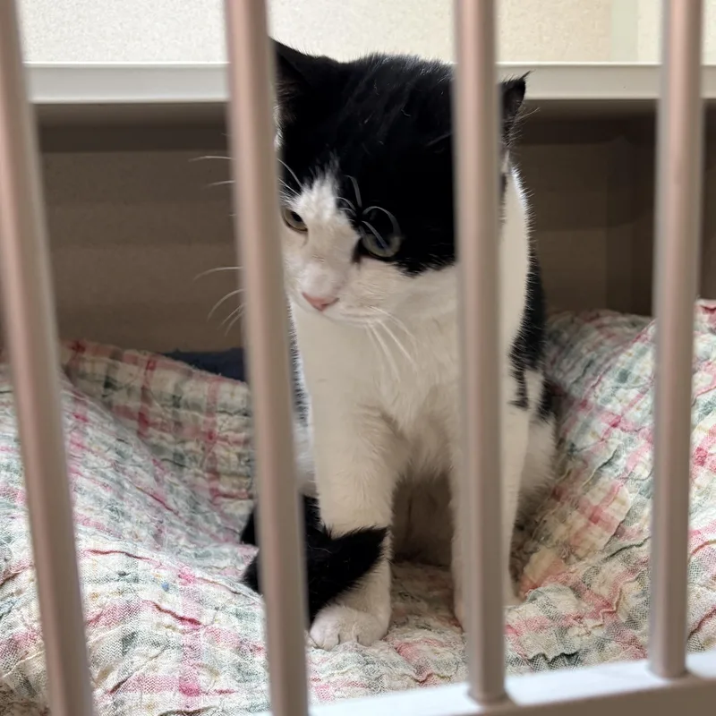A young large-sized male Black & White / Tuxedo Domestic Short Hair cat named Batman for adoption in Quincy, CA