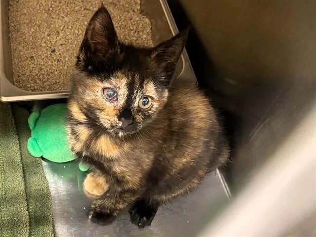 A baby small-sized female Domestic Short Hair cat named Torpedo for adoption in Tustin, CA