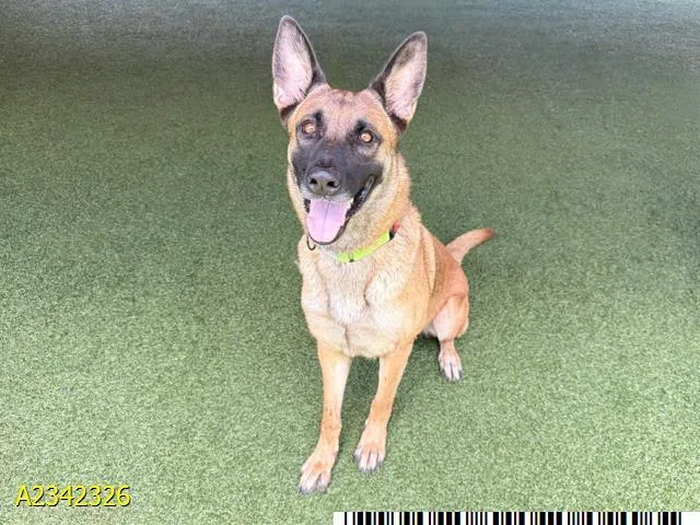 An adult large-sized female Mixed Breed dog named Effie for adoption in West Palm Beach, FL