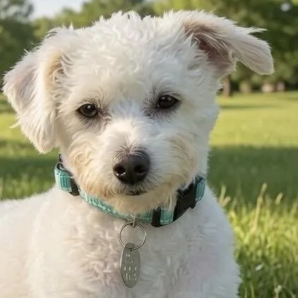 An adult small-sized female White / Cream Miniature Poodle dog named Bessie Belle for adoption in Houston, TX