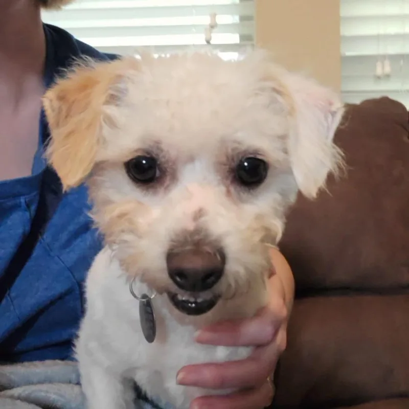 Bessie Belle thumbnail 3