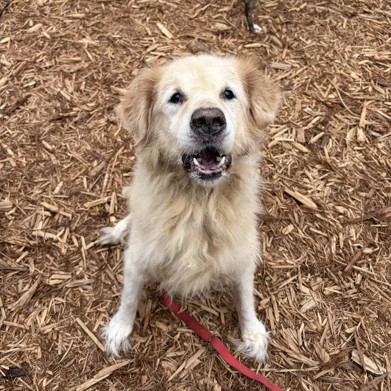 A senior medium-sized male Mixed Breed dog named Charley for adoption in Jacksonville, FL