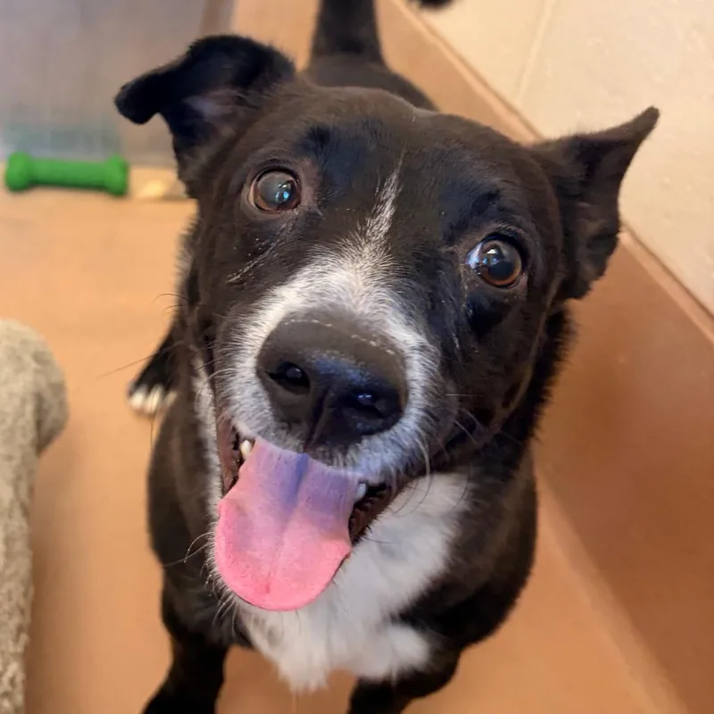 A young medium-sized male Black Cardigan Welsh Corgi dog named Zuko for adoption in Reno, NV