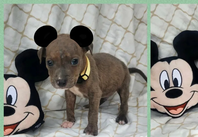 A baby medium-sized male Brindle Boxer dog named Fitch for adoption in White Lake, MI