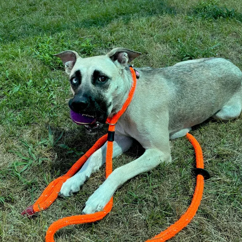 An adult medium-sized female Yellow / Tan / Blond / Fawn Shepherd dog named Bonnie for adoption in Chesapeake, VA
