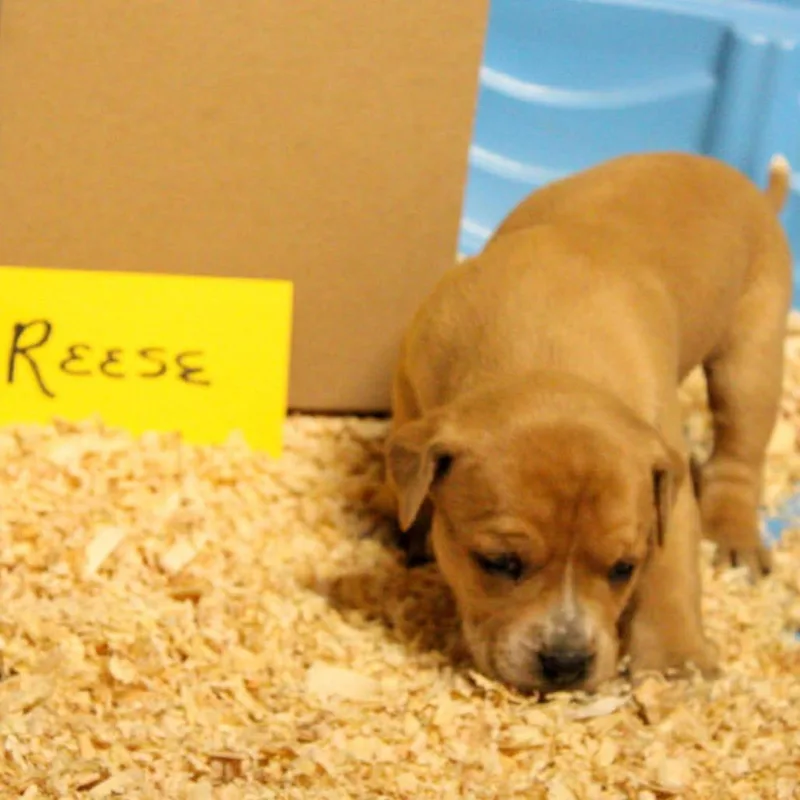 A baby small-sized female Labrador Retriever dog named Reese for adoption in Kim, CO