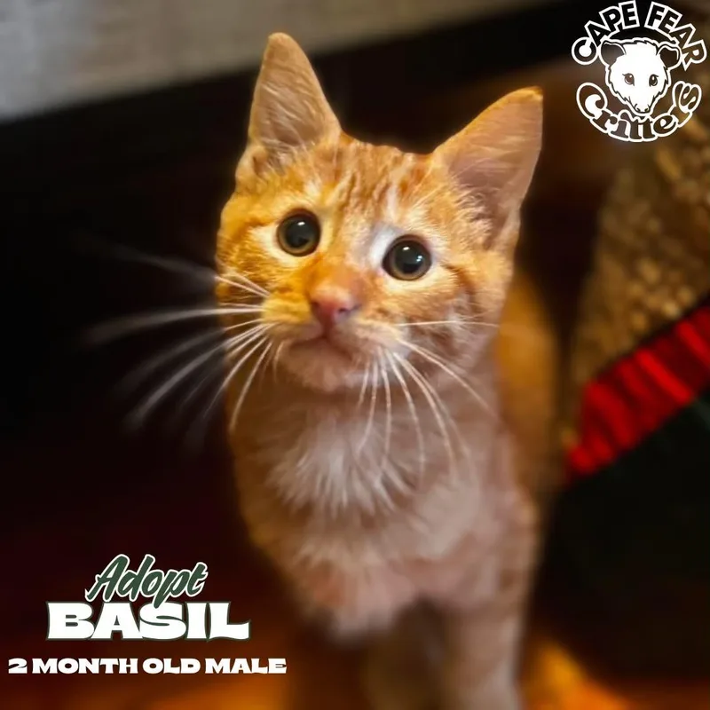 A baby small-sized male Orange & White Domestic Short Hair cat named Basil for adoption in Wilmington, NC