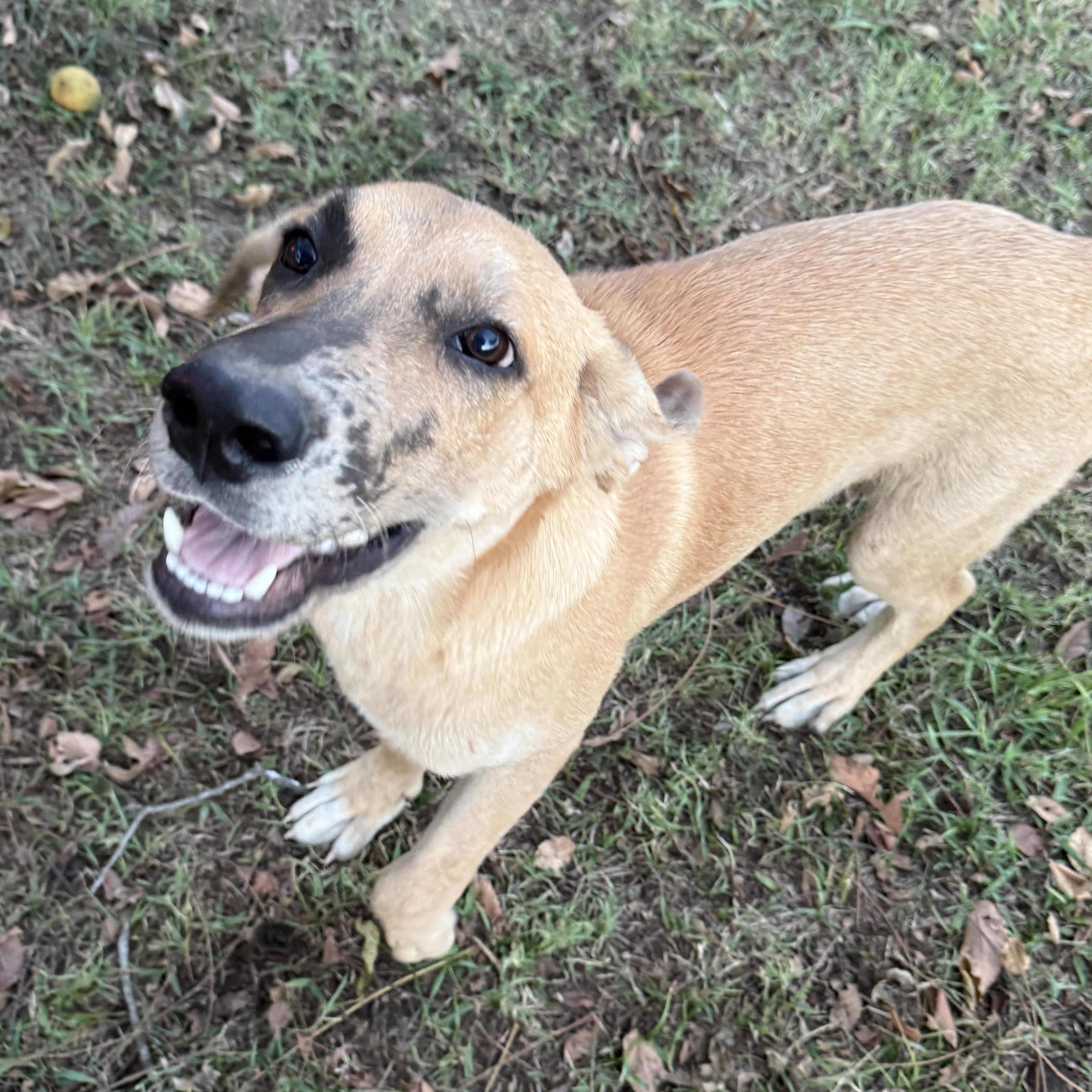 A young medium-sized male Yellow / Tan / Blond / Fawn Black Mouth Cur dog named Eugene for adoption in Holly Springs, MS