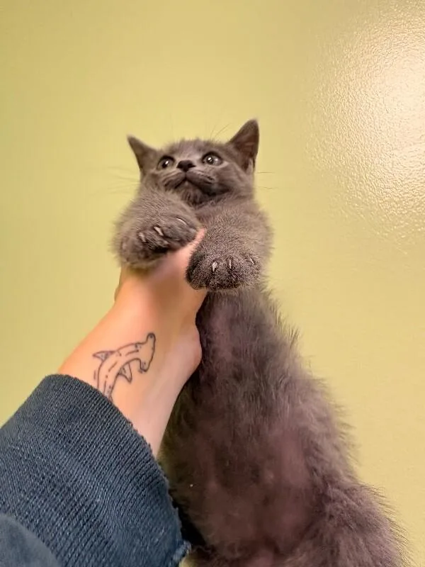 A young medium-sized male Gray / Blue / Silver Domestic Short Hair cat named Peter Pan for adoption in Warren, PA