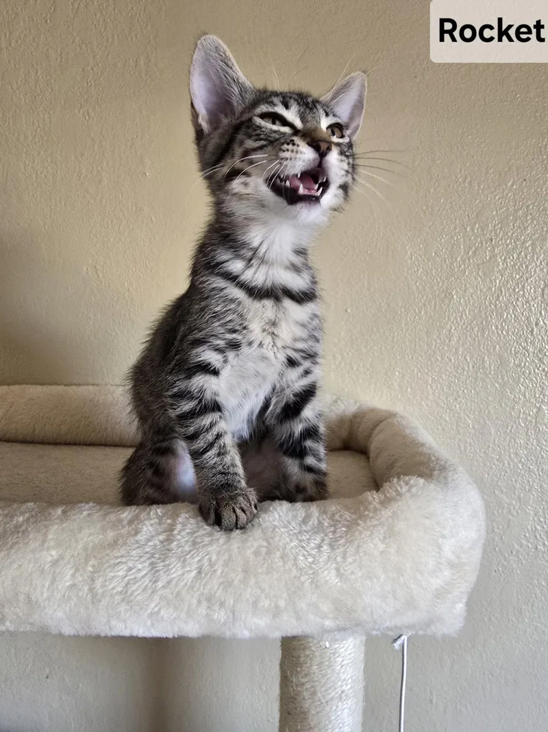A young medium-sized female Domestic Short Hair cat named Rocket for adoption in Phoenix, AZ