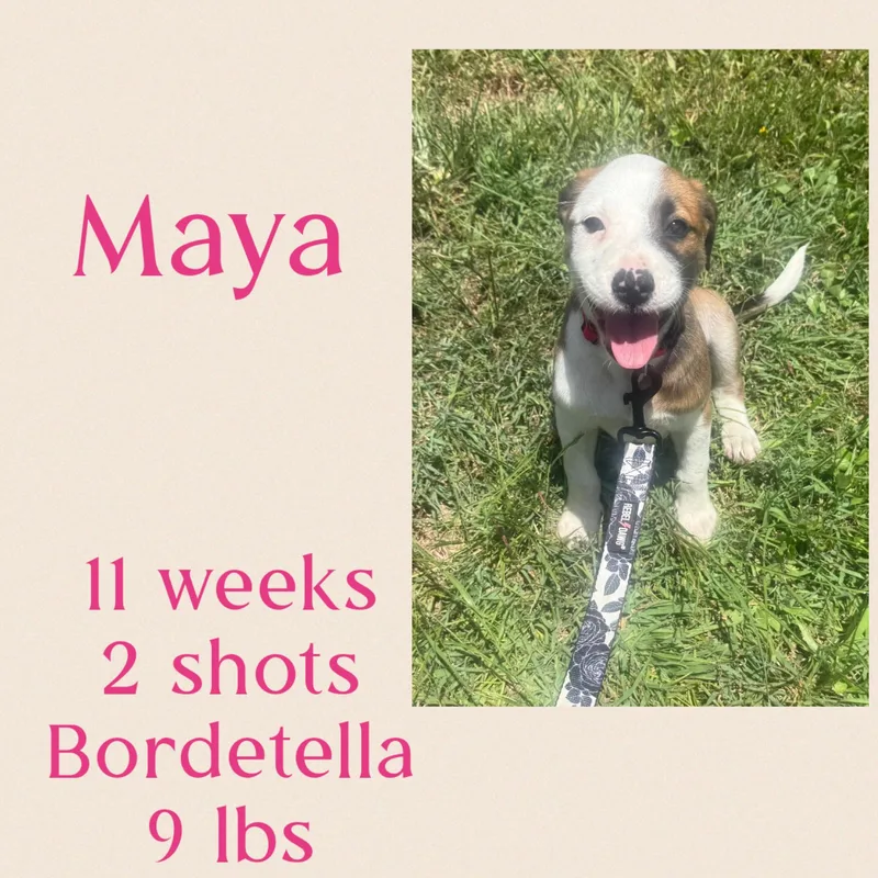 Maya