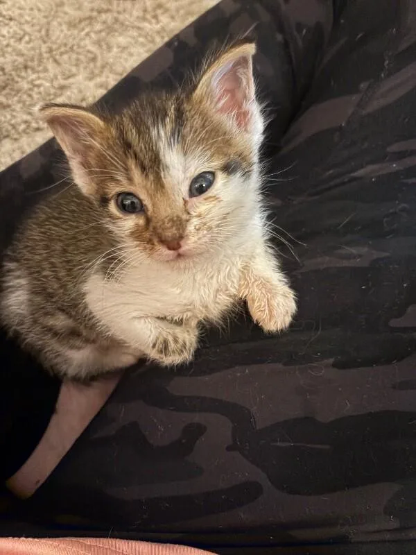 A baby small-sized male Brown / Chocolate Tabby cat named Baby Yoda Star for adoption in Anthem, AZ