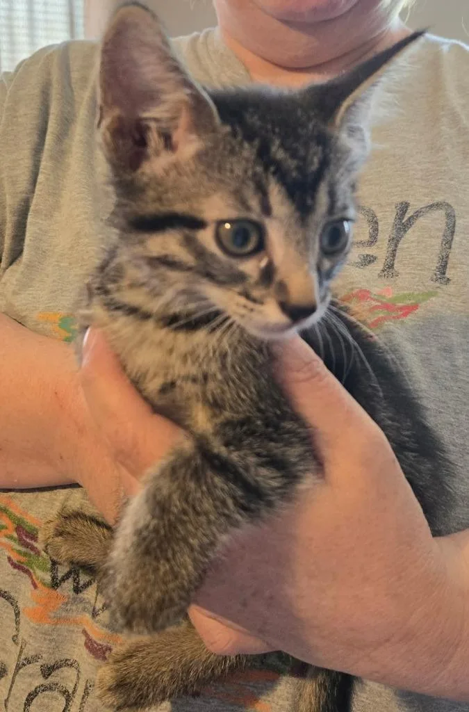 A baby small-sized female Domestic Short Hair cat named Kimmel for adoption in Crocker, MO