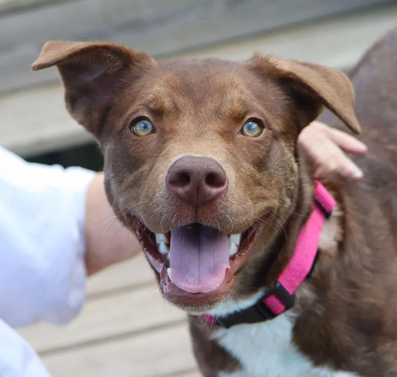 A baby medium-sized female Brown / Chocolate Chocolate Labrador Retriever dog named Lyra for adoption in Kansas City, KS