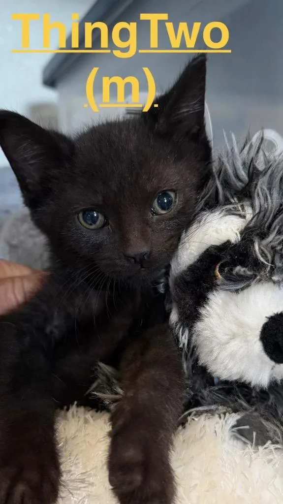 A baby small-sized male Domestic Short Hair cat named Thing Two for adoption in Brookhaven, MS