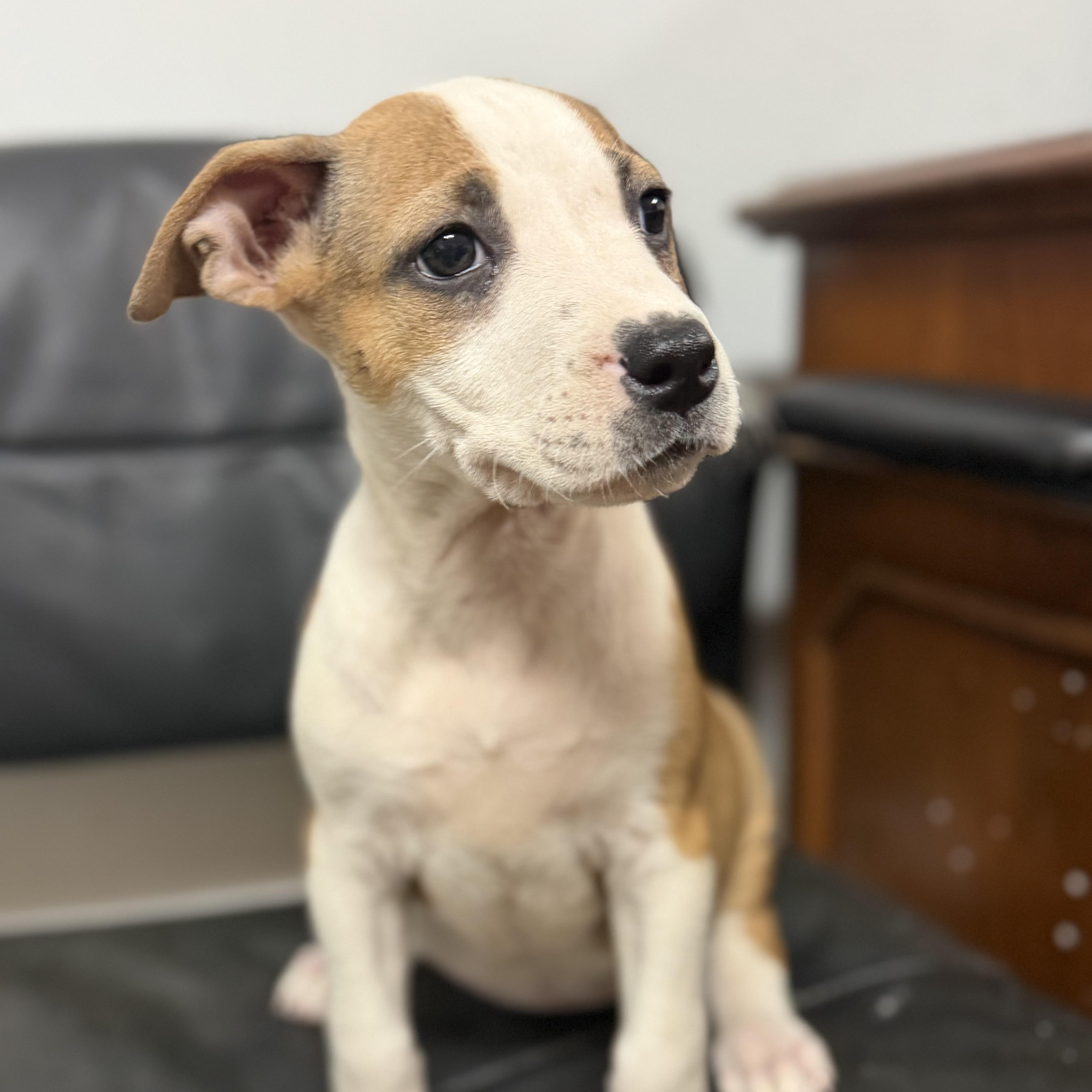 A baby medium-sized female Tricolor (Brown, Black, & White) Pit Bull Terrier dog named Cornichons for adoption in Columbia, SC