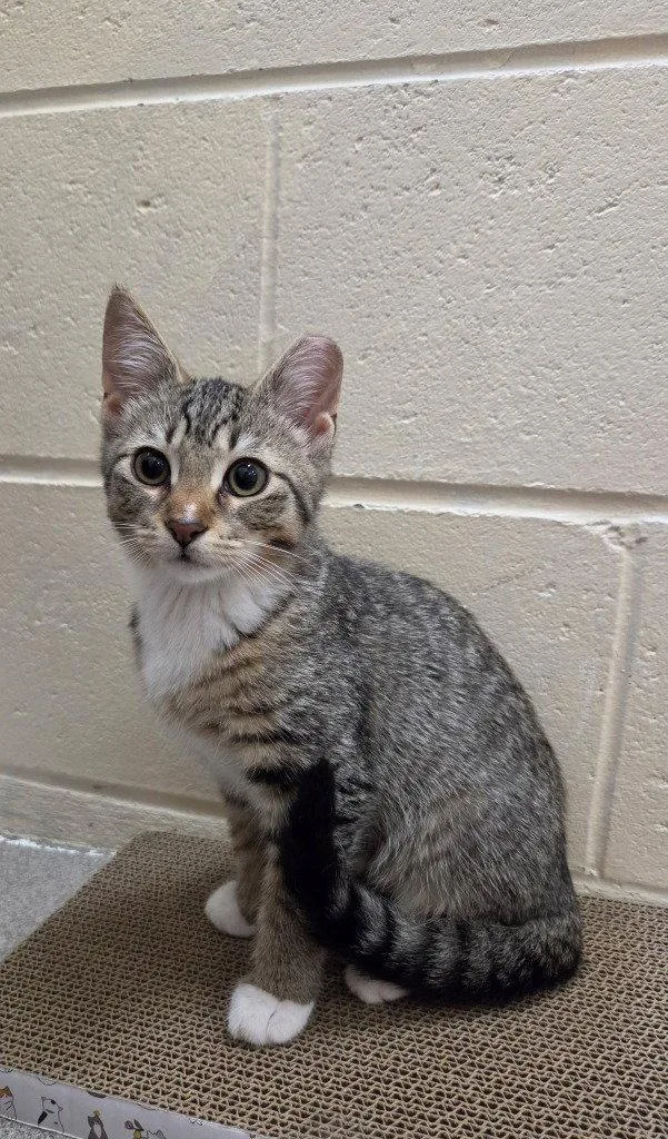 A baby small-sized female Domestic Short Hair cat named Cassidy for adoption in Sayreville, NJ