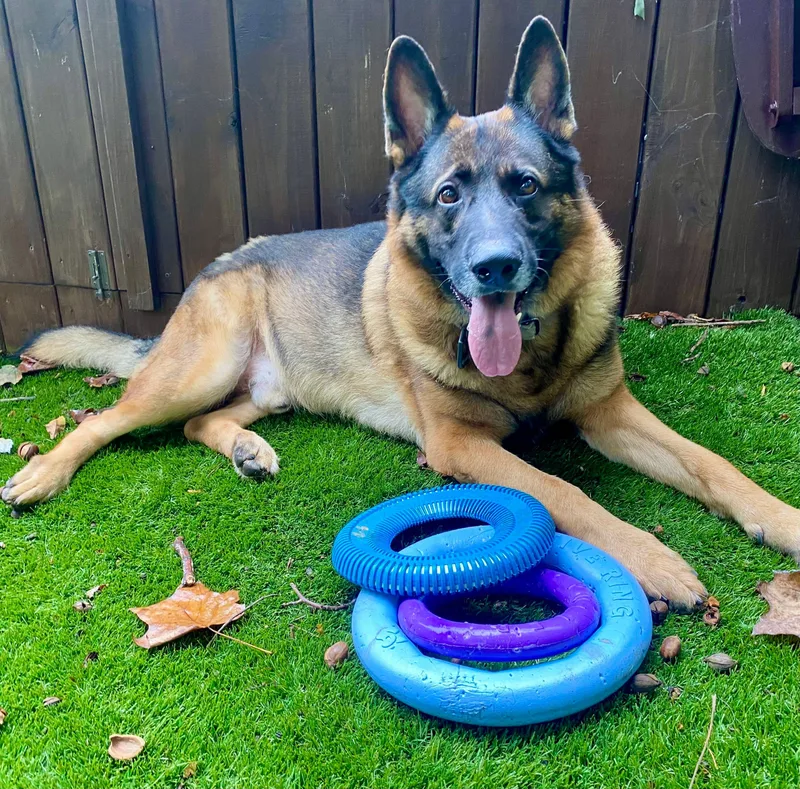 An adult large-sized male Black German Shepherd Dog dog named Johann for adoption in Greeneville, TN