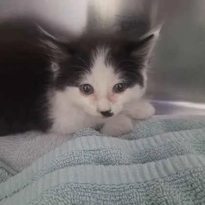 A baby small-sized male Domestic Medium Hair cat named Howie for adoption in Memphis, TN